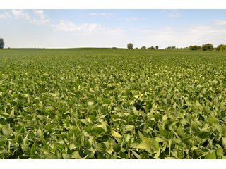 Property photo 16 - MAJOR ILLINOIS LAND AUCTION - 752.54+/- ACRES OFFERED IN 9 TRACTS IN KANKAKEE COUNTY, ILLINOIS